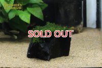 水草 ウィローモス付き備長炭（M)