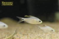 ドレープフィンバルブ