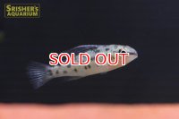 ディクロッスス　フォイルニ　ペア　WILD