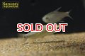 ディスティコダス　デセンマクラータ　WILD