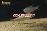 ディスティコダス　デセンマクラータ　WILD