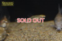 ネオレビアス　トリリネアータス　WILD