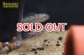 ディクロッスス フォイルニ メス WILD