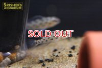 ディクロッスス フォイルニ メス WILD