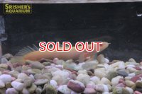 ポリプテルス　セネガルス　アルビノ　