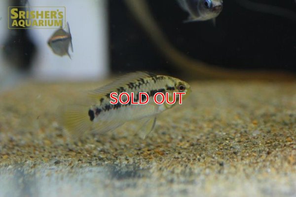 画像5: アピストグラマ ｓｐ.  ”リオカウラ” sv-45 F1 ブリード n-1（ペア）【２０１９年採集】【ベネズエラ】