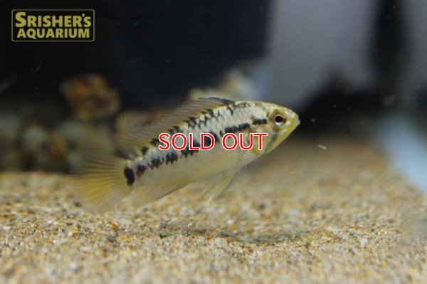 画像4: アピストグラマ ｓｐ.  ”リオカウラ” sv-45 F1 ブリード n-1（ペア）【２０１９年採集】【ベネズエラ】