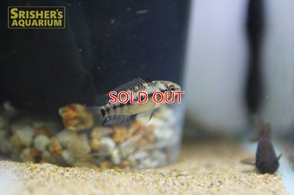 画像6: アピストグラマ ｓｐ.  ”リオカウラ” sv-45 F1 ブリード n-1（ペア）【２０１９年採集】【ベネズエラ】