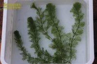 水草 カボンバ ５本
