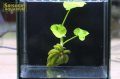 水草 バナナプラント