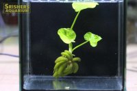 水草 バナナプラント