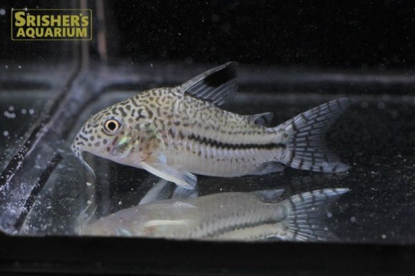 画像3: コリドラス　ジュリー　ロンドニア