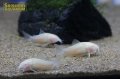 白コリドラス