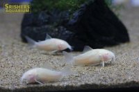 白コリドラス
