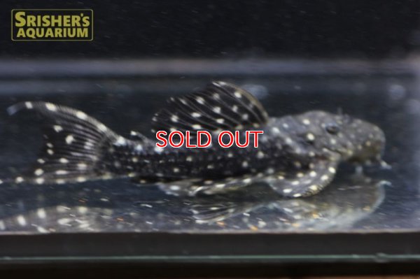 画像3: ムスタングトリムプレコ　アレンカー北岸クルア