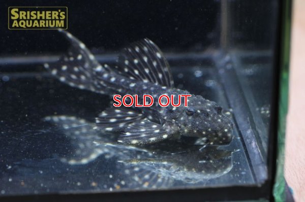 画像4: ムスタングトリムプレコ　アレンカー北岸クルア