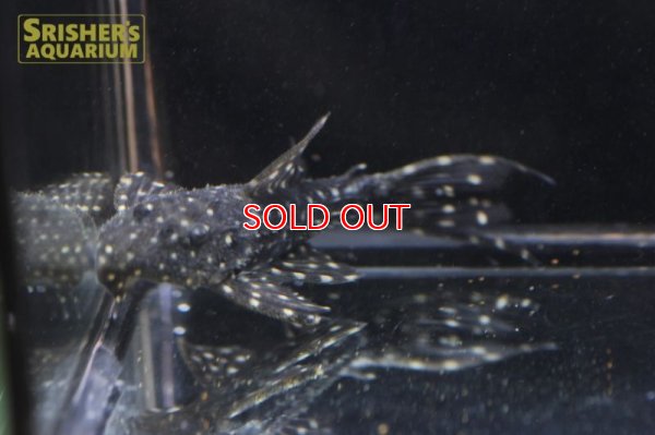 画像6: ムスタングトリムプレコ　アレンカー北岸クルア