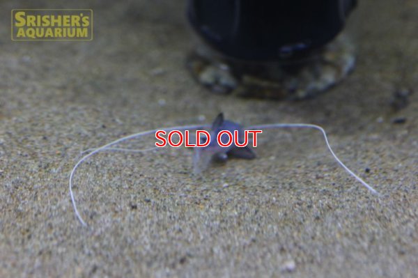 画像3: ピライーバ（ペルー）