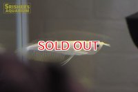 アルビノシルバーアロワナ