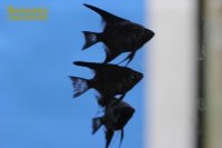 ブラックエンゼル