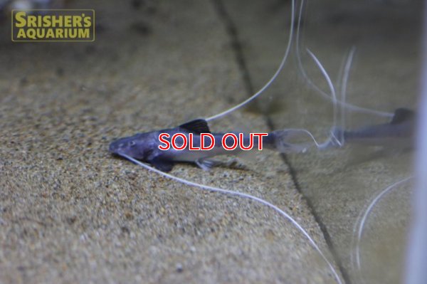 画像6: ピライーバ（ペルー）