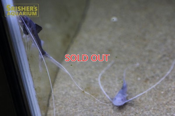 画像4: ピライーバ（ペルー）