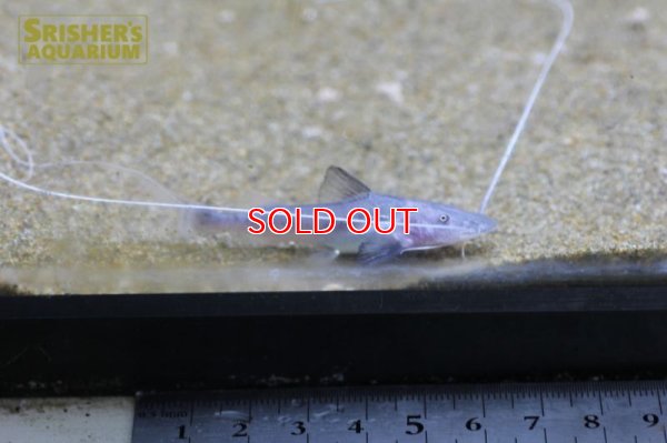 画像5: ピライーバ（ペルー）