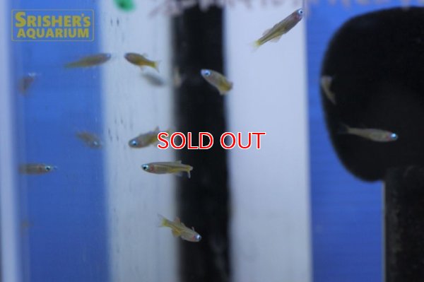 画像7: シュードムギル ｓｐ ティミカ