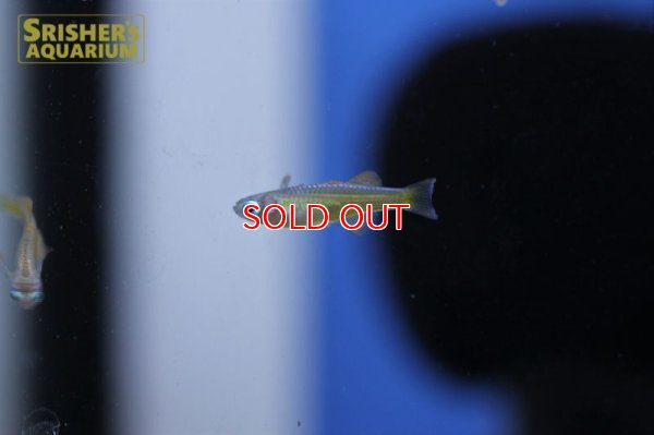 画像5: シュードムギル ｓｐ ティミカ