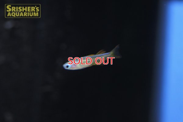 画像6: シュードムギル ｓｐ ティミカ