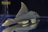 レモンフィンペコルティア　