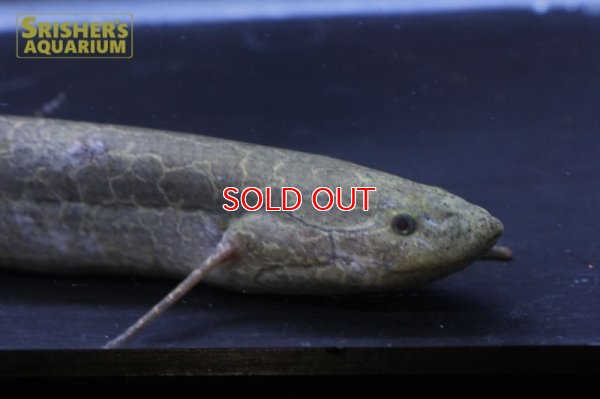 画像4: プロトプテルス エチオピクス コンギクス