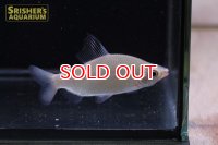 ディスティコダス　ノボリ