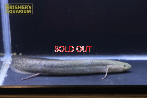 画像6: プロトプテルス エチオピクス コンギクス