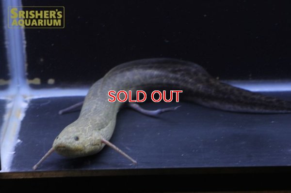 画像5: プロトプテルス エチオピクス コンギクス