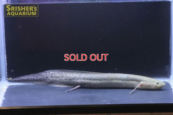 画像3: プロトプテルス エチオピクス コンギクス