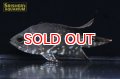 オスカー　レッドベリー　デメンデンス WILD (Astronotus rubroocellatus)