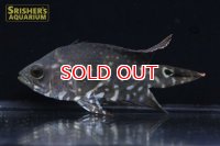 オスカー　レッドベリー　デメンデンス WILD (Astronotus rubroocellatus)