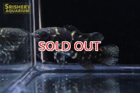 オスカー　アラグアイア n-1 WILD (Astronotus crassipinnis)