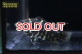 オスカー　アラグアイア n-2 WILD (Astronotus crassipinnis)