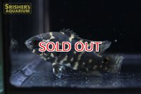 オスカー　アラグアイア n-2 WILD (Astronotus crassipinnis)