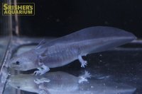 ウーパールーパー（ブラック）