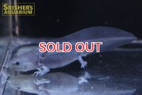 ウーパールーパー（ブラック）