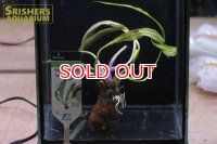 水草 アポノゲトン　ヘンケリアヌス　AL　葉付き球根　
