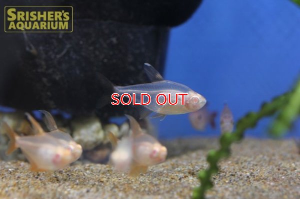 画像6: アルビノレッドファントムテトラ