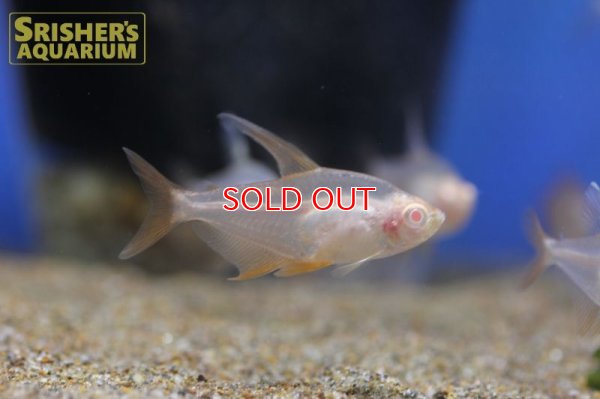 画像5: アルビノレッドファントムテトラ