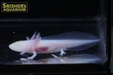 ウーパールーパー（白赤目）