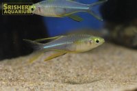 セレベスレインボー　WILD　スラウェシ