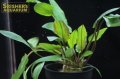 水草 クリプトコリネ ウェンティ　Xハイブリッド　リアルグリーン（１ポット）