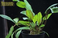 水草 クリプトコリネ ウェンティ　Xハイブリッド　リアルグリーン（１ポット）